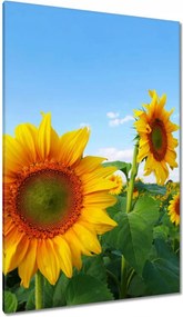 Vászonkép 80x120 Napraforgók Égbolt
