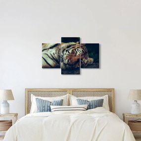 Kép - Szibériai tigris (90x60 cm)
