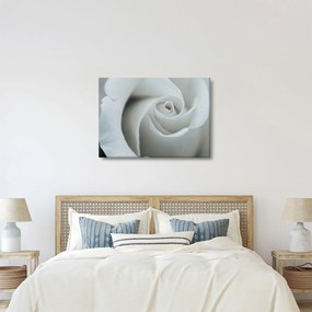 Kép - Fehér rózsa (70x50 cm)