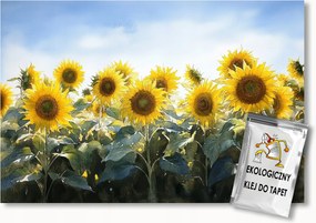 FotĂłtapĂ©ta Flizelina TermĂ©szet MezĆ VirĂĄgok NapraforgĂłk 150x105 ragasztĂł