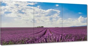 Vászonkép 120x60 Levendulamező Levendula