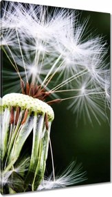 Vászonkép 80x120 Pitypang Virág Virágok