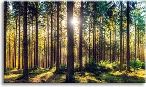 Vászonkép Erdő Nap Fák Tavasz Reggel 90x60 cm