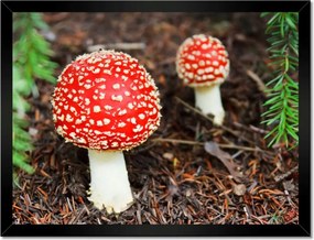 Poszterek keretben 40x30 Legyek Mérgező szépség