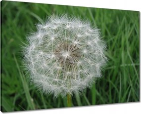 Vászonkép 70x50 Pitypang Virág Virágok