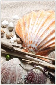 Poszterek 80x120 Kagylók a balti tengerpartról
