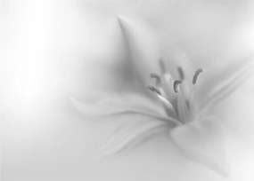 Üveg kép - Delicate Lily (70x50 cm)