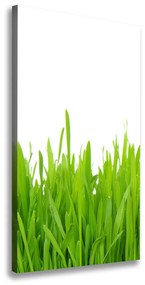 Egyedi vászonkép Zöld fű ocv-78248297