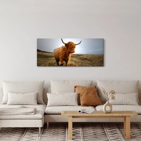Egy skót tehén képe (120x50 cm)