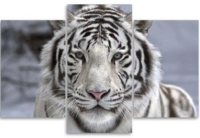 Gario Vászonkép Fehér tigris télen - 3 részes Méret: 150 x 100 cm