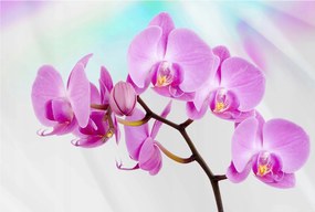 Flizelin fotótapéta Rózsaszín orchideák Pasztell virágok 250x175 +ragasztó