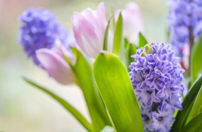 Poszter 91,5x60cm Jácint és tulipánok közelkép, Assaf Frank