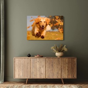Kép - Golden Retriever (90x60 cm)