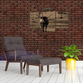 Kép - Texasi tehén (90x60 cm)