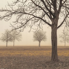 Poszter 30x30cm Fák egy ködös napon, Assaf Frank