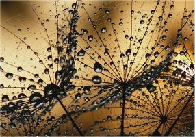 Fali fotótapéta előszoba konyhába Finom cseppek 312x219 Ragasztó