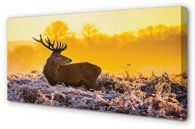 Canvas képek Deer téli napkelte 100x50 cm