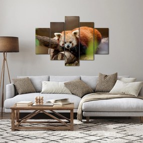Vörös panda képe (150x105 cm)