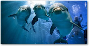 Fotó-kép edzett üveg Három delfin 140x70