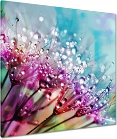 Vászonkép 90x90 Harmatcseppek Pitypang