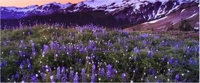 Kép - Vulkán és a virágok (120x50 cm)