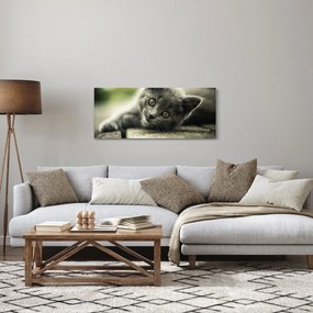 Cica képe (120x50 cm)