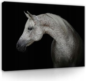 Vászonkép 80x60 Arab ló portré állat kecsesség erő elegancia művészet