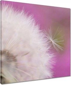 Vászonkép 50x50 Pitypang Virág Virágok