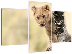Egy oroszlán kölyök képe (90x60 cm)