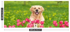 Fotótapéta kutya tulipánok 104x70 cm