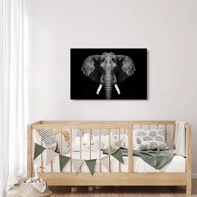 Kép - Elefánt fekete háttérrel (90x60 cm)