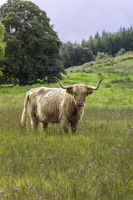 Poszter 40x60cm Hegyi tehén 2, Assaf Frank