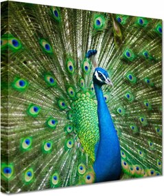 Festmények 20x20 Páva a párzási időszakban