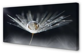 Canvas képek Csepp pitypang makró 140x70 cm