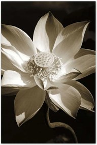 Poszterek 80x120 Lótusz Lótuszvirág