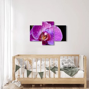 Részletes kép az orchidea virágról (90x60 cm)
