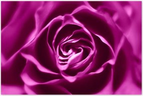 Poszterek 120x80 Lila rózsa Makrofotó
