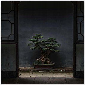 Poszterek 140x140 Bonsai Fa Kultúra