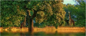 Zsiráf a természetben képe (120x50 cm)