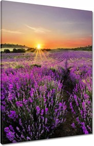 Vászonkép 60x80 Levendula rét
