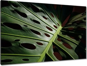 Vászonkép 120x80 Mosnter levelei lyukas