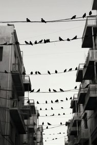 Poszter 30x45cm Városi motívum madarakkal