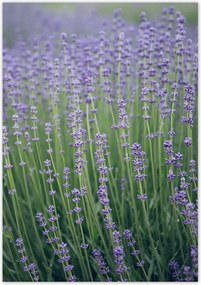 Poszterek 70x100 Levendula vilĂĄg