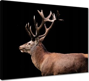 Vászonkép 50x40 Szarvas szarvakkal