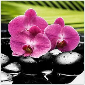 Poszterek 70x70 Spa Kövek és leanderek