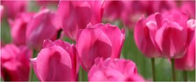 Kép - Rózsaszín tulipánok (120x50 cm)