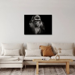 Kép - Gorilla (70x50 cm)