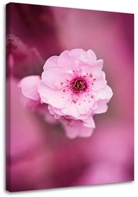 Gario Vászonkép Cseresznyevirág rózsaszín háttéren Méret: 40 x 60 cm