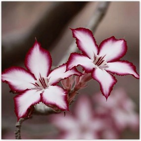 Poszterek 100x100 Nőnap Ajándék Love