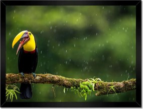 Poszterek keretben 40x30 Madarak